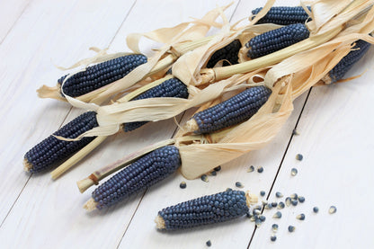 Blue Popcorn (Zea mays) Seeds – 50 ct