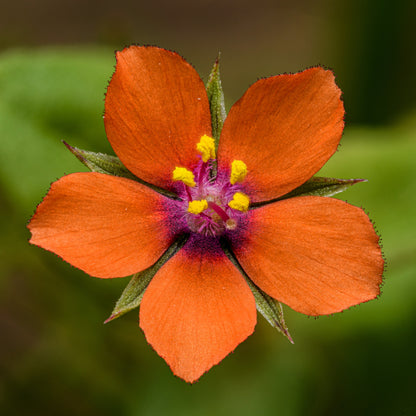 100 Scarlet Pimpernel (Adders Eyes; Anagallis Arvensis) Seeds