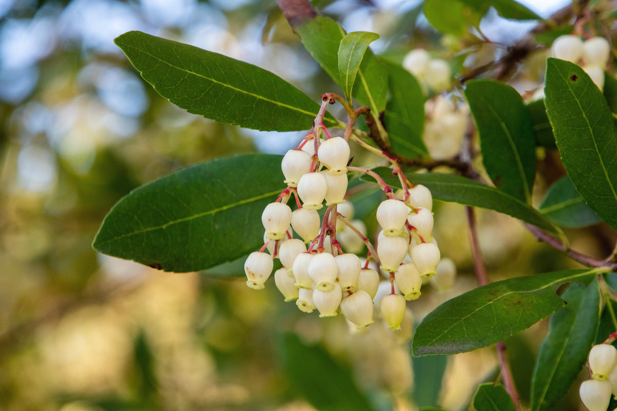 25 STRAWBERRY TREE Edible Red Berry Tree Arbutus Unedo Seeds Irish Killarney