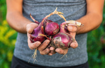 Red Burgundy Onion (Allium cepa) Seeds – 250 ct