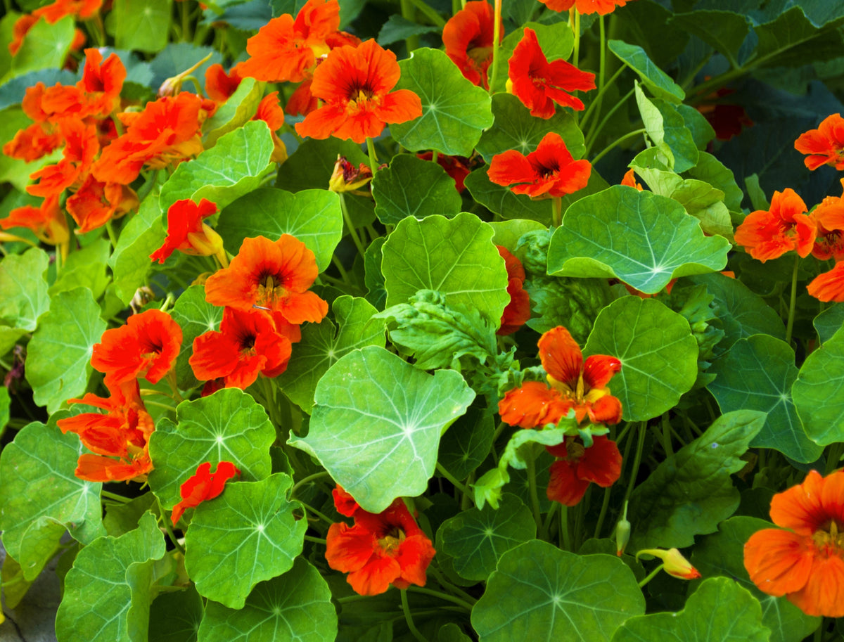 50 Mixed Colors Dwarf Jewel Nasturtium (Tropaeolum Minus) Seeds