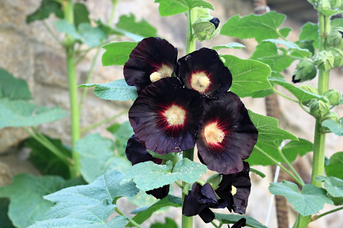 Black Hollyhock (Alcea rosea 'Nigra') Seeds – 25 ct