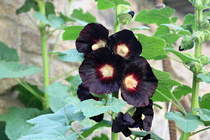 Black Hollyhock (Alcea rosea 'Nigra') Seeds – 25 ct