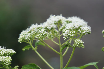 200 Tall White Boneset (Eupatorium Perfoliatum) Seeds