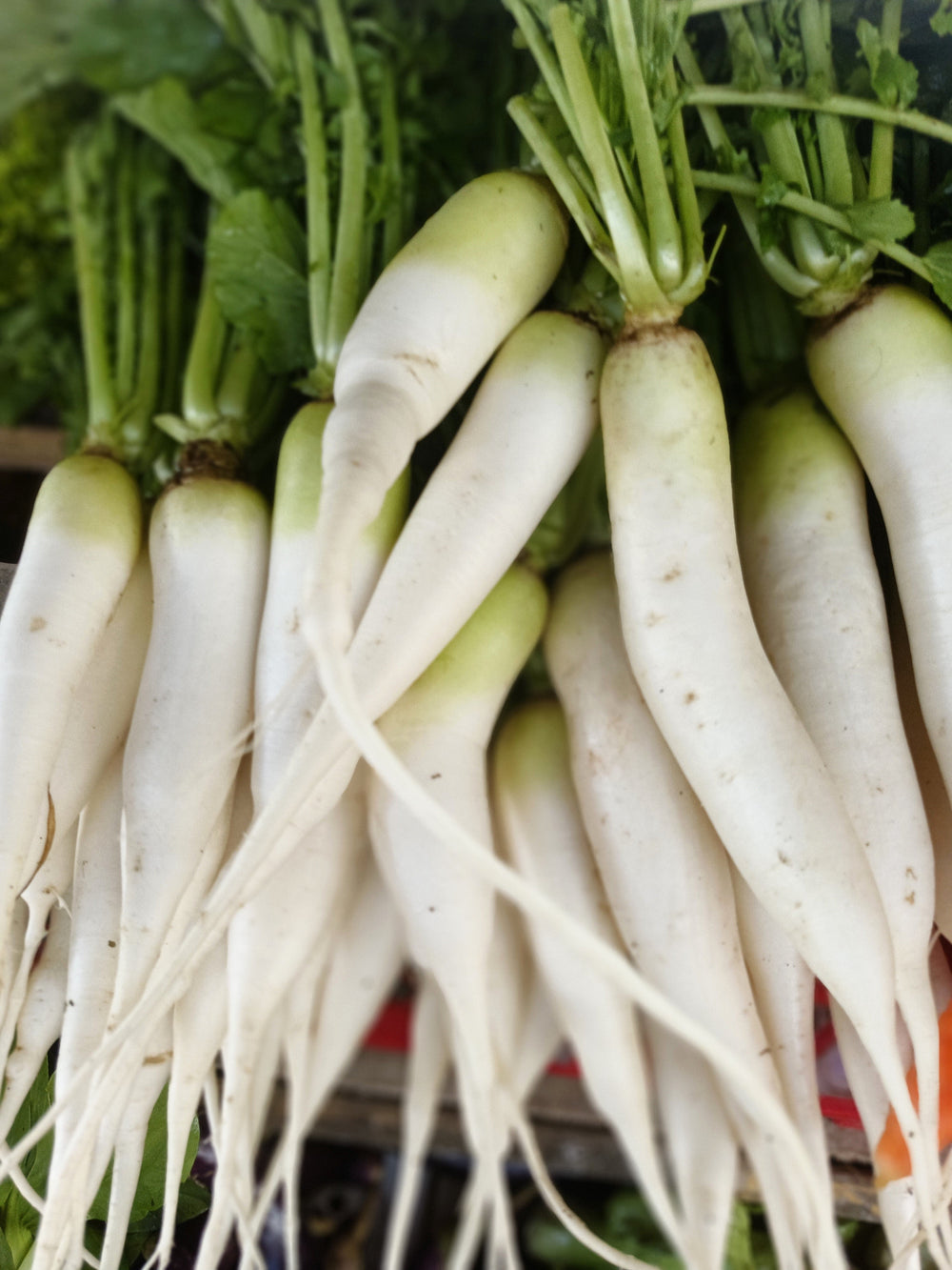 White Icicle Radish (Raphanus sativus) Seeds – 1,250 ct