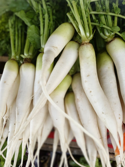 White Icicle Radish (Raphanus sativus) Seeds – 1,250 ct
