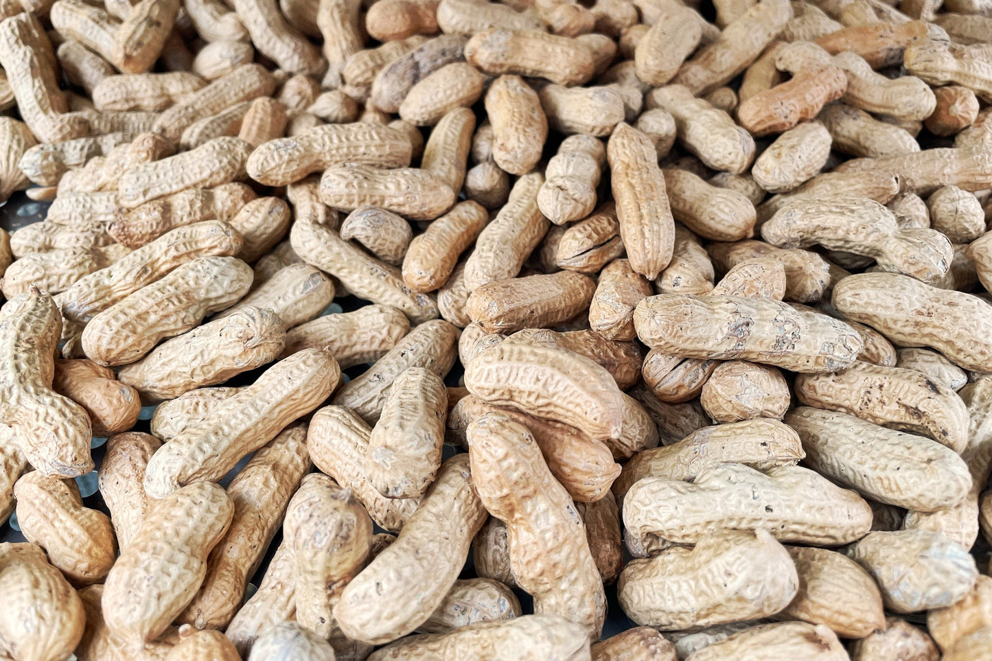 15 Tennessee Red Peanut (Valencia Type) (Arachis Hypogaea) Seeds
