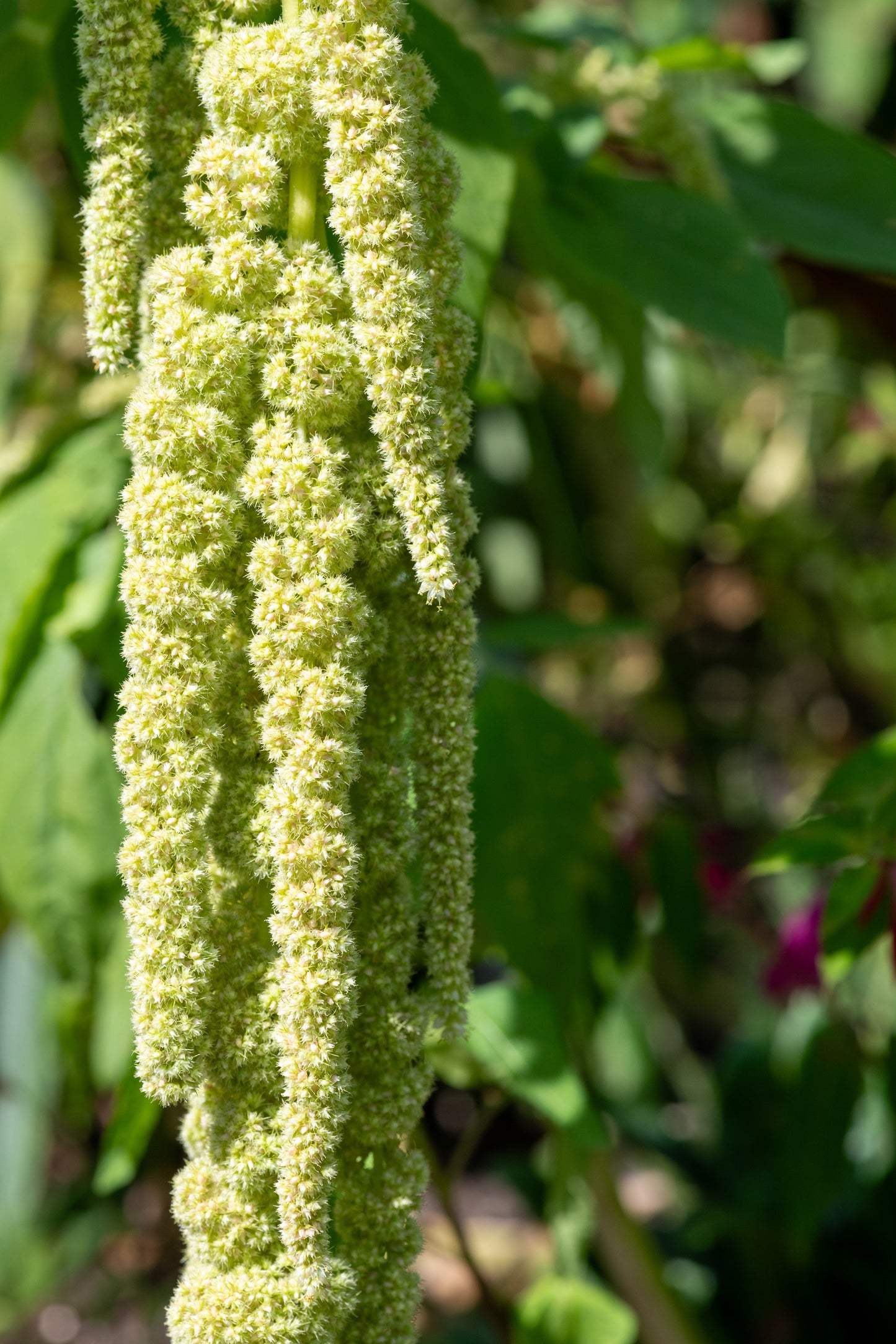 150 Amaranth's Green Tails (Amaranthus Caudatus) Seeds