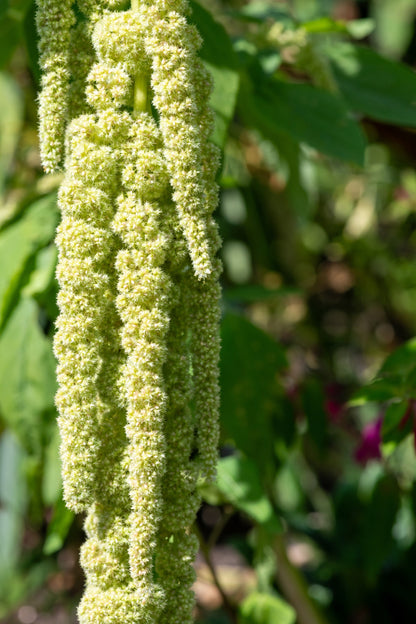 150 Amaranth's Green Tails (Amaranthus Caudatus) Seeds