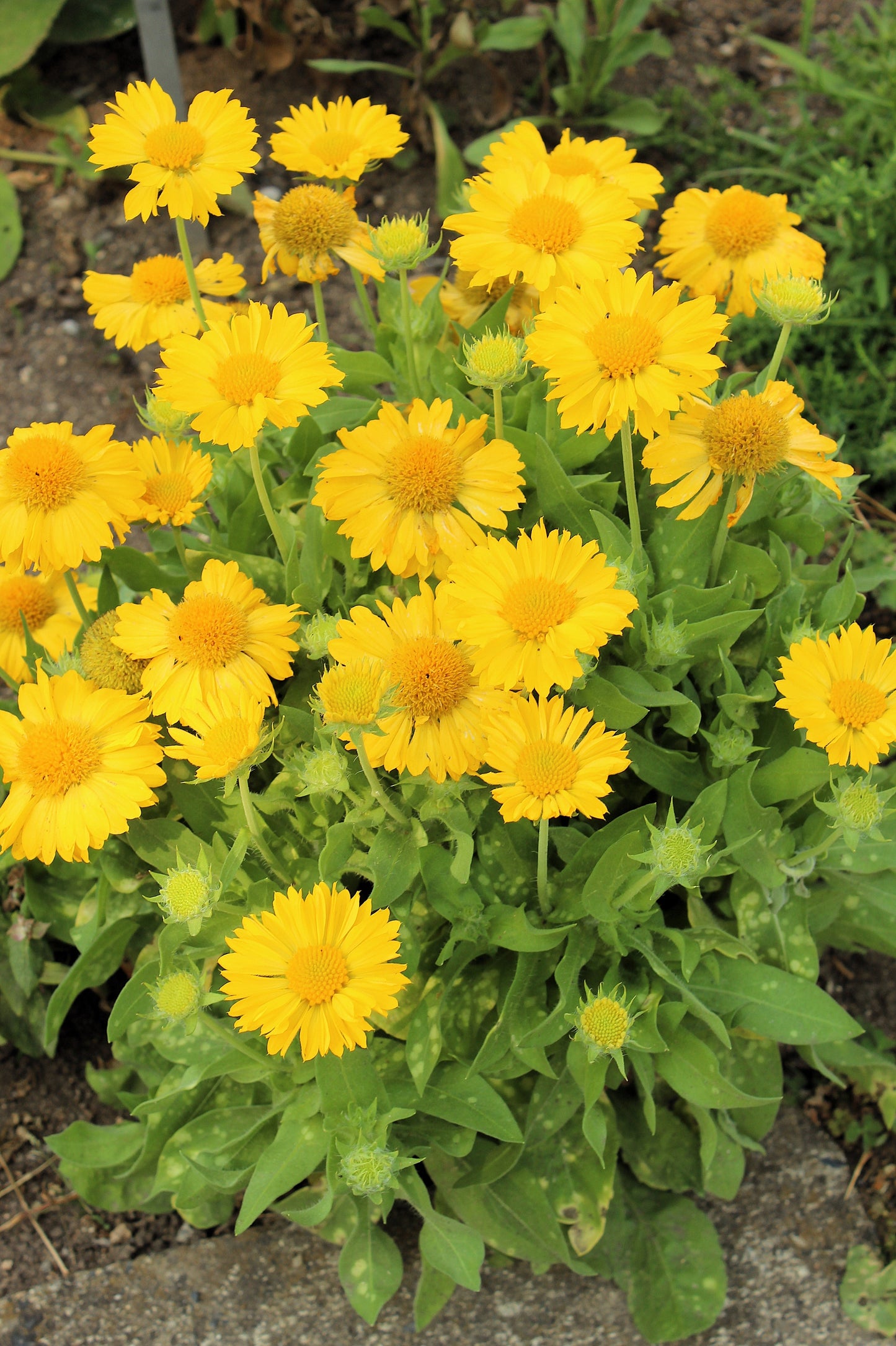 100 Yellow Gaillardia (Blanket Flower / Indian Blanket, Gaillardia Aristata) Seeds
