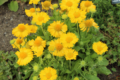 100 Yellow Gaillardia (Blanket Flower / Indian Blanket, Gaillardia Aristata) Seeds