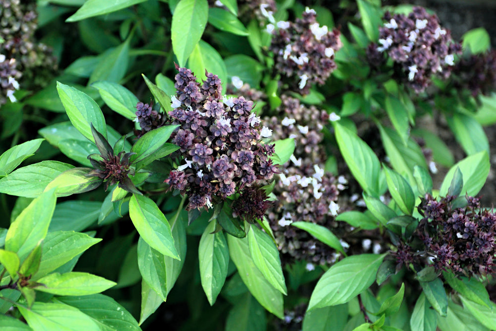 250 Siam Queen Thai Basil (Ocimum Thyrsiflora) Seeds