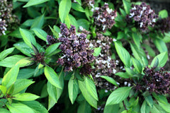 250 Siam Queen Thai Basil (Ocimum Thyrsiflora) Seeds