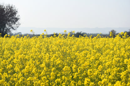 1000 Yellow Mustard (Brassica Juncea) Seeds