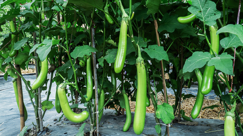 25 Louisiana LONG GREEN EGGPLANT Solanum Melongena Fruit Vegetable Seeds