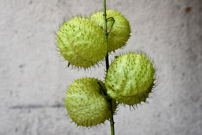 10 Balloon Milkweed (Asclepias Gomphocarpus Physocarpus) Seeds