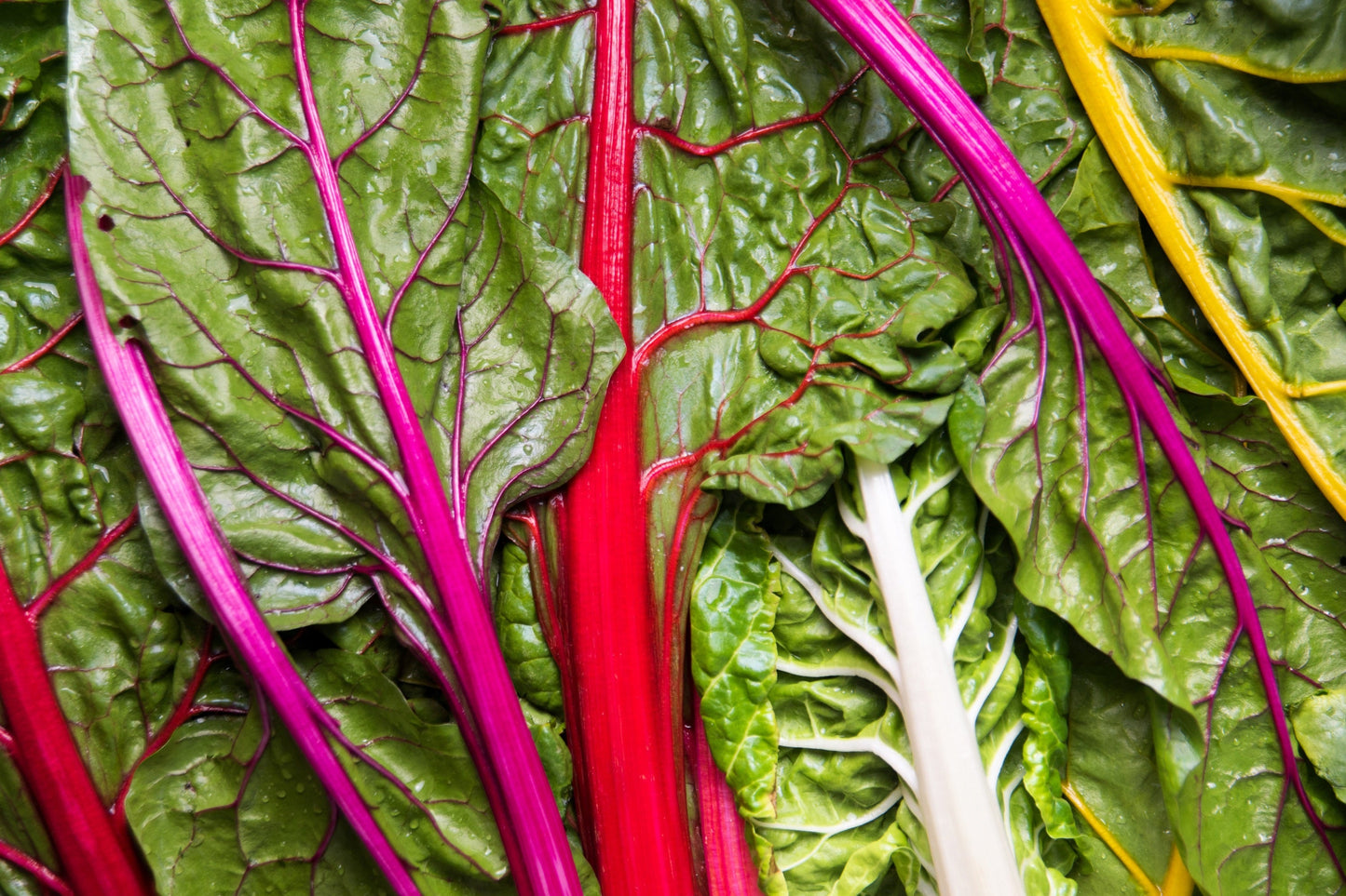 150 Rainbow Mix Swiss Chard (Beta Vulgaris) gSeeds