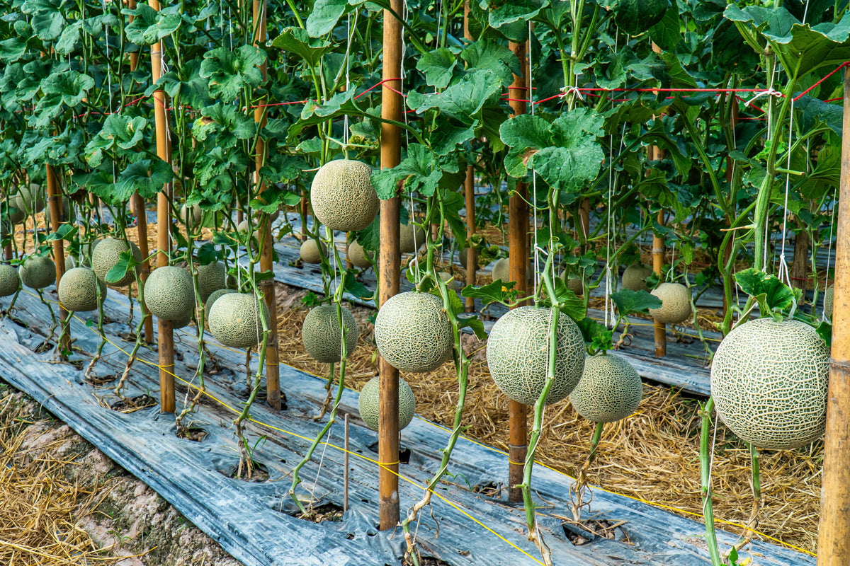 Rocky Ford Green Flesh Cantaloupe (Cucumis melo) Seeds – 75 ct