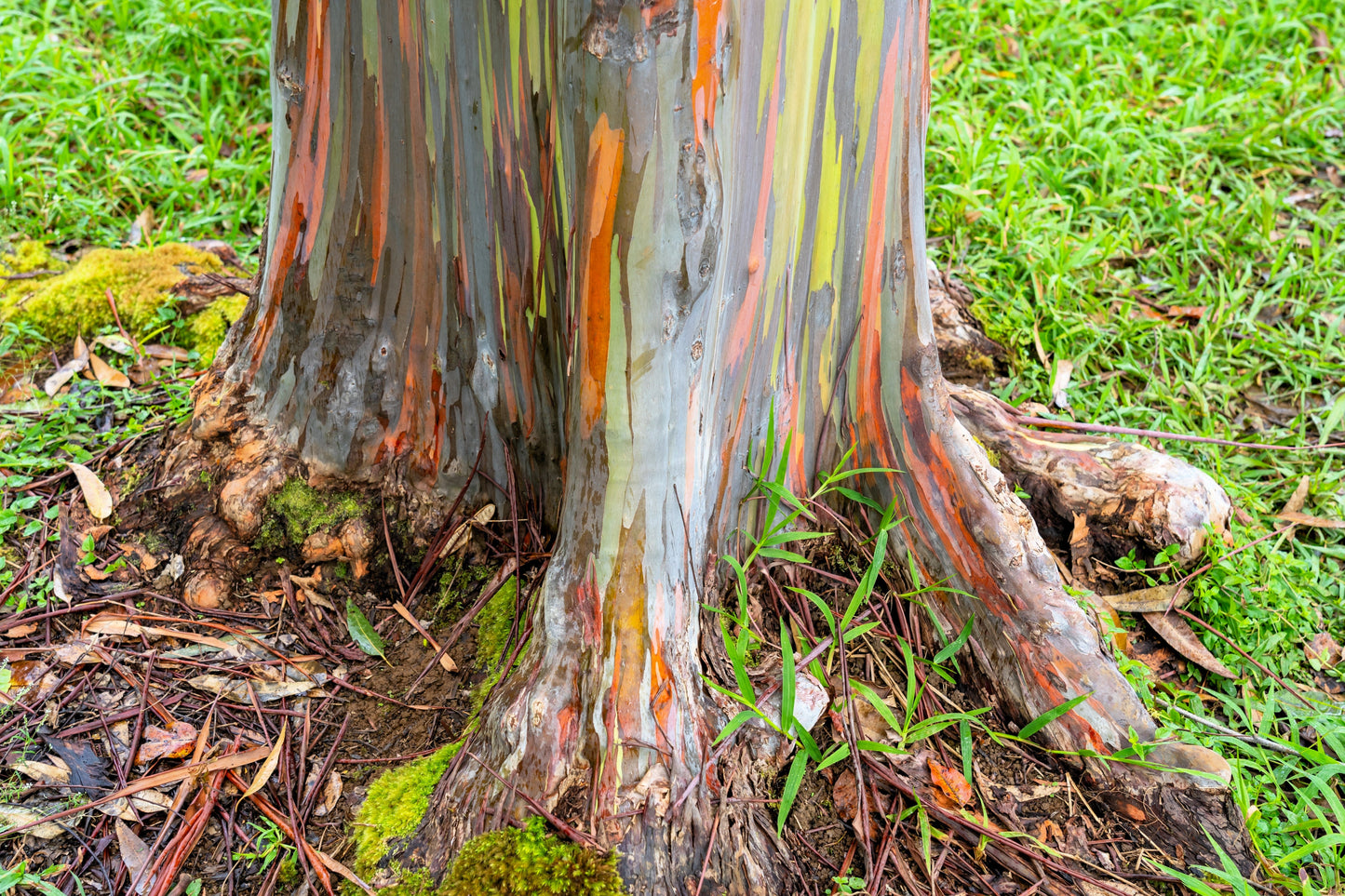 50 Rainbow Eucalyptus (Eucalyptus Deglupta) Seeds