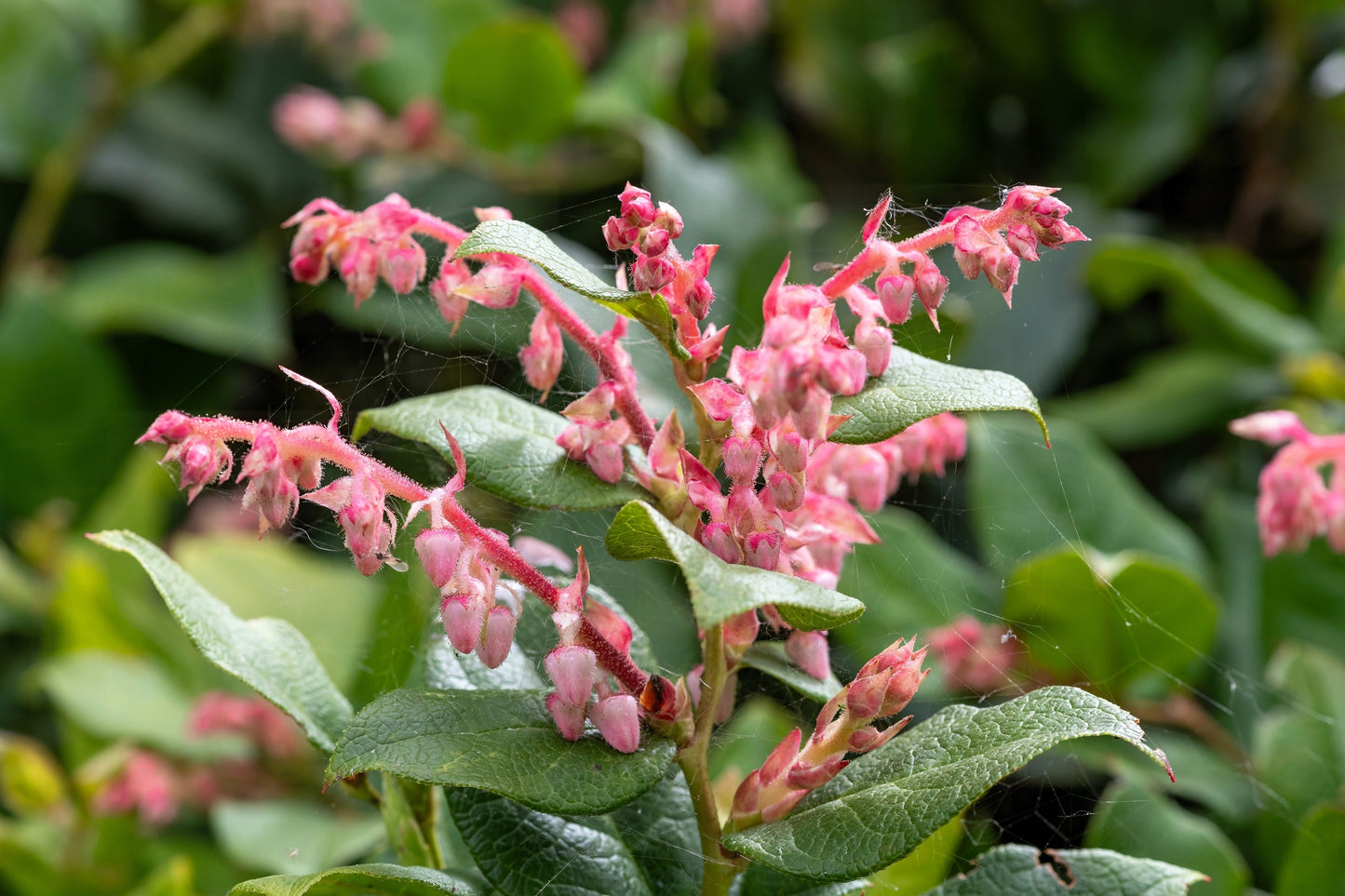 40 Salal Berry (Gaultheria Shallon) Seeds