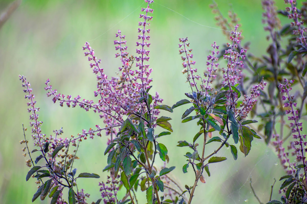 Green Holy Basil (Tulsi) (Ocimum tenuiflorum) Seeds – 250 ct
