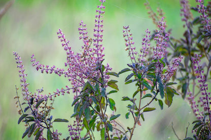 Green Holy Basil (Tulsi) (Ocimum tenuiflorum) Seeds – 250 ct