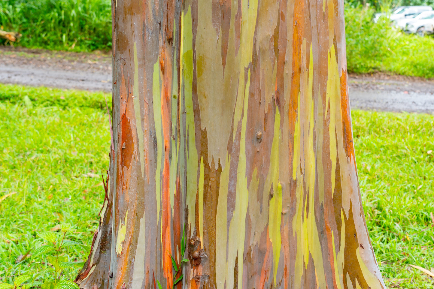 50 Rainbow Eucalyptus (Eucalyptus Deglupta) Seeds