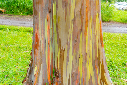 50 Rainbow Eucalyptus (Eucalyptus Deglupta) Seeds