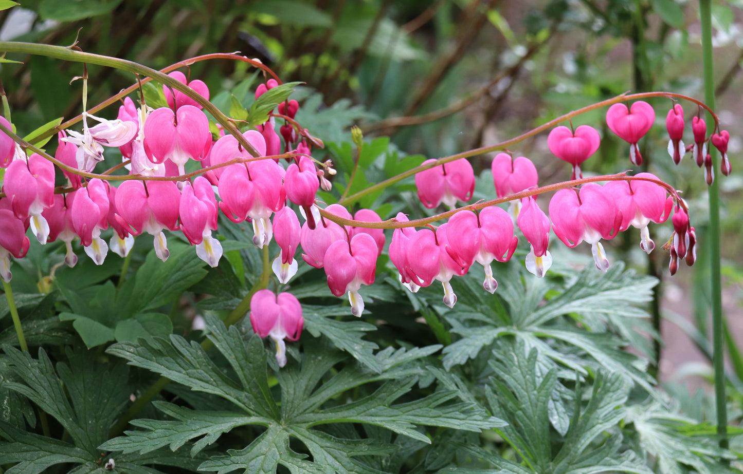 10 Bleeding Heart (Dicentra Formosa) Seeds