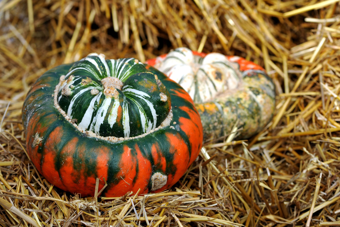 10 American Turks Turban Squash (Cucurbita Maxima) Seeds