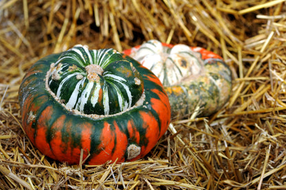 10 American Turks Turban Squash (Cucurbita Maxima) Seeds