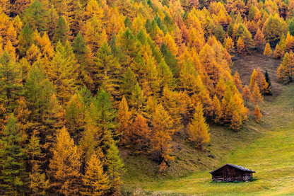 25 European Larch Tree (Larix Decidua) Seeds