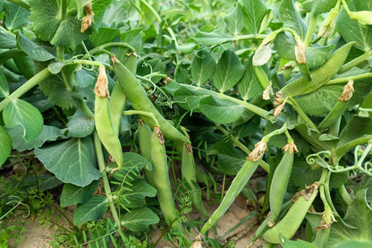 50 Austrian Winter Pea (Pisum Sativum) Seeds