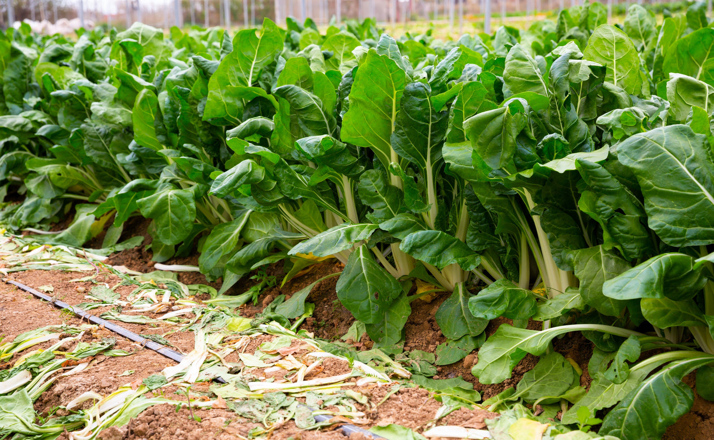 250 Barese Swiss Chard (Beta Vulgaris) Seeds