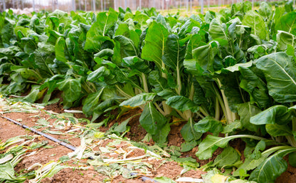 250 Barese Swiss Chard (Beta Vulgaris) Seeds