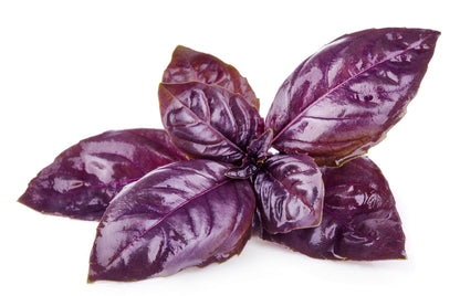 500 Red Rubin Basil (Ocimum Basilicum Purpurascens) Seeds