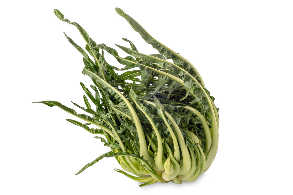 250 CICORIA CATALOGNA Puntarelle Chicorium Chicory Vegetable Seeds