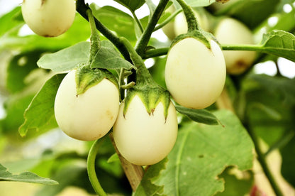 30 Easter Egg Plant (Ornamental Eggplant; Solanum Ovigerum) Seeds