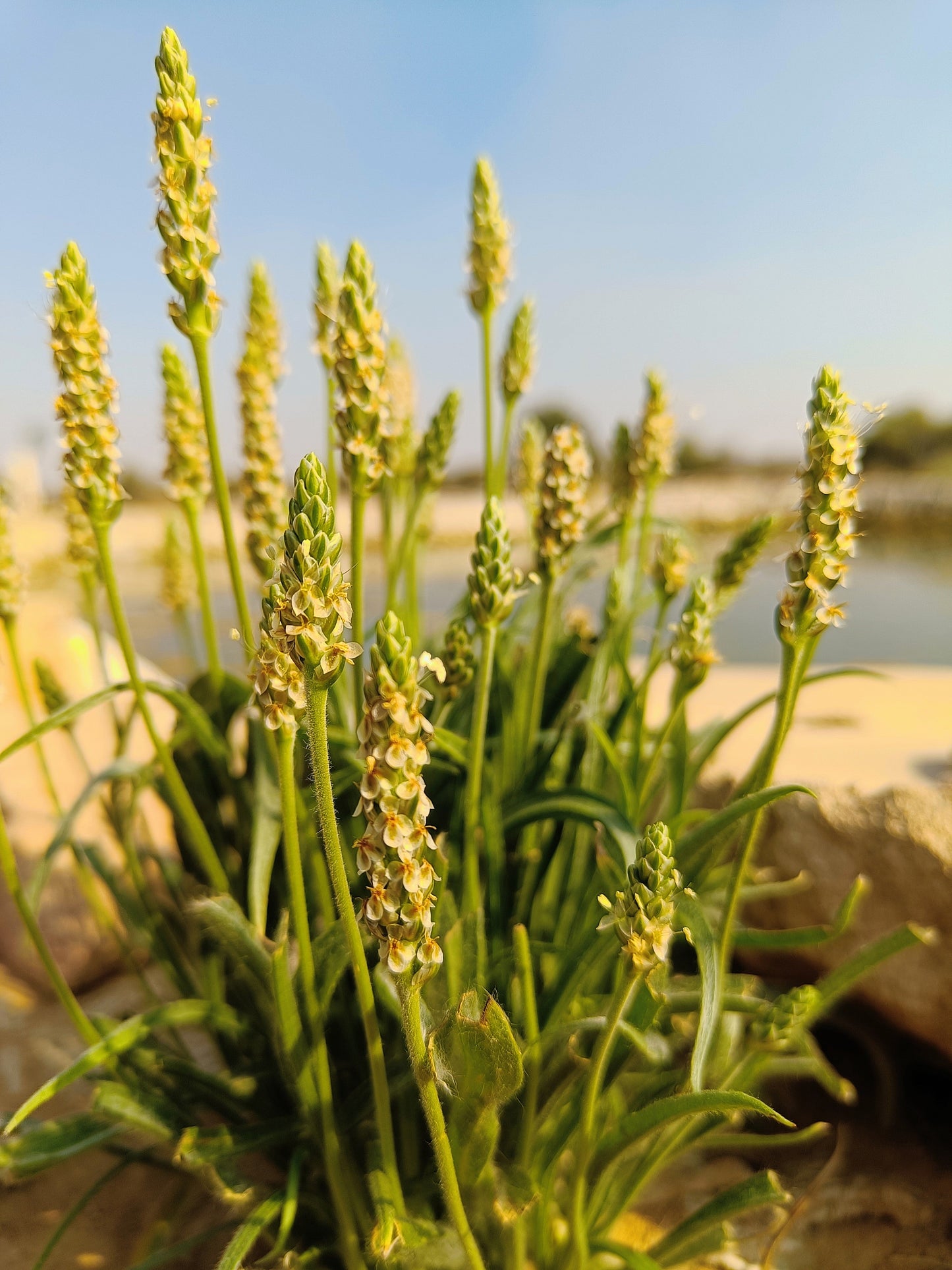 1000 Psyllium (Plantago Ovata) Seeds