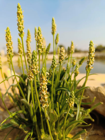 1000 Psyllium (Plantago Ovata) Seeds