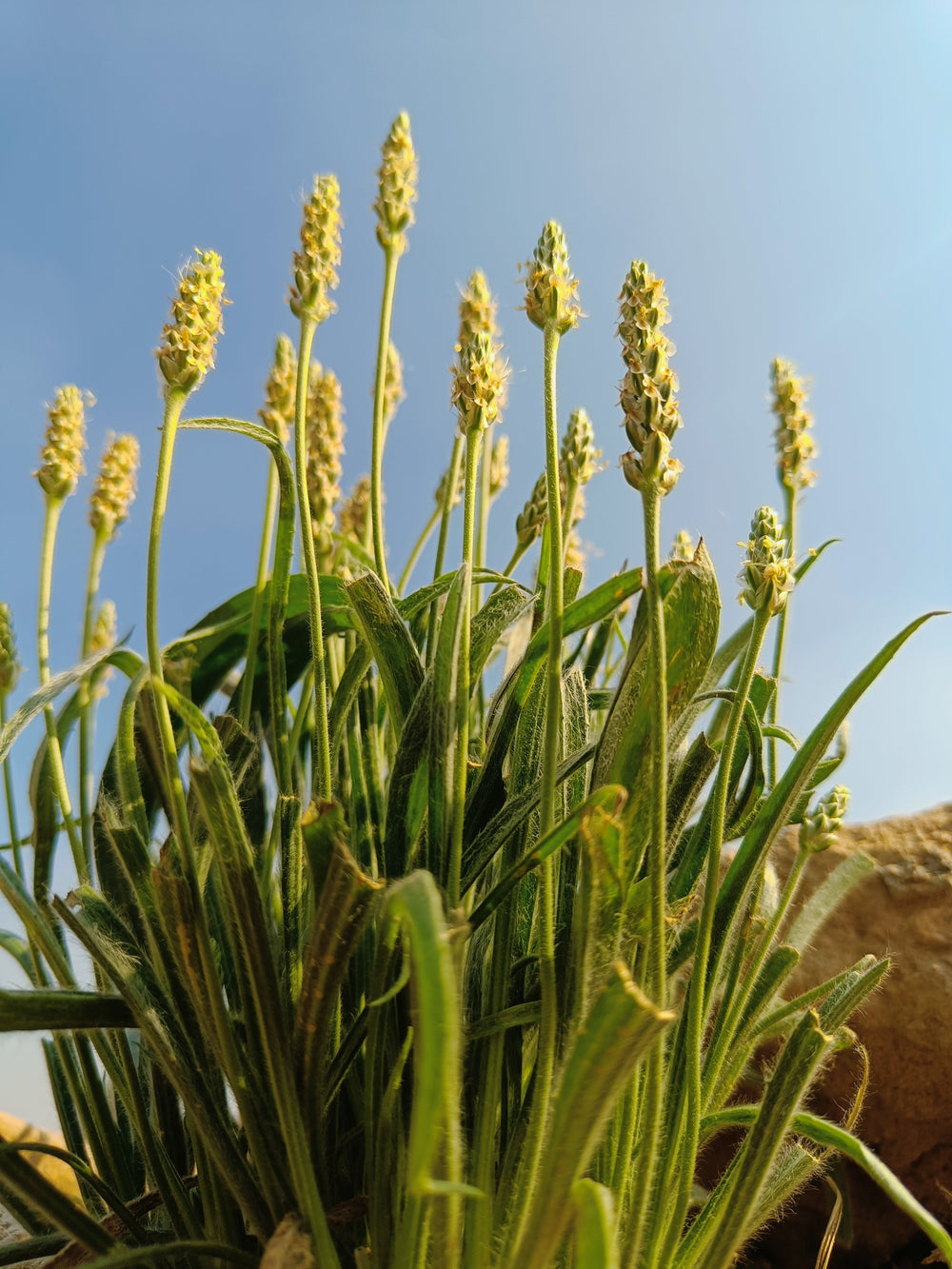 1000 Psyllium (Plantago Ovata) Seeds