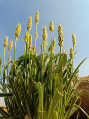 1000 Psyllium (Plantago Ovata) Seeds