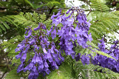 25 Blue Jacaranda Tree (Jacaranda Mimosifolia) Seeds
