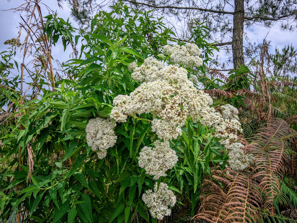 200 Tall White Boneset (Eupatorium Perfoliatum) Seeds