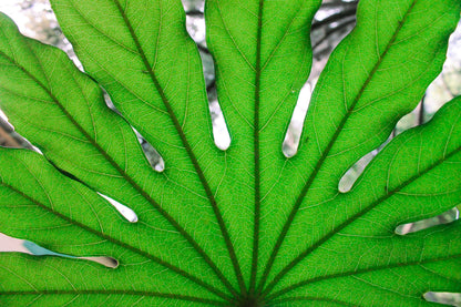 10 Japanese Fatsi (Fatsia Aralia Japonica) Seeds