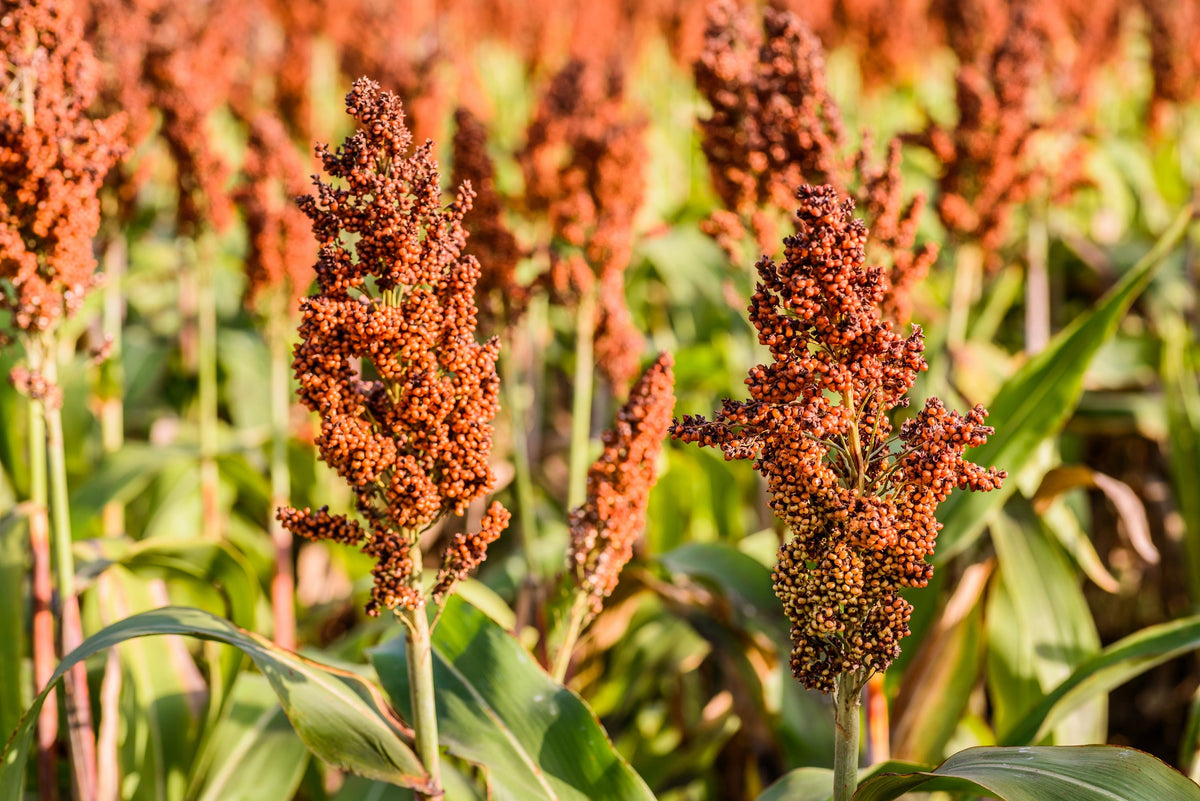 Honey Drip Sorghum (Sorghum bicolor) Seeds – 50 ct