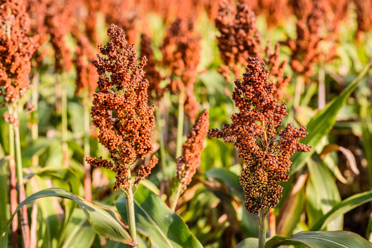 1 Lb  Honey Drip Sorghum (Sorghum Bicolor) Seeds