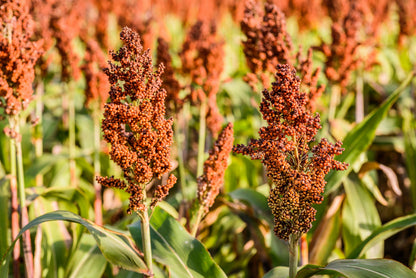 1 Lb  Honey Drip Sorghum (Sorghum Bicolor) Seeds
