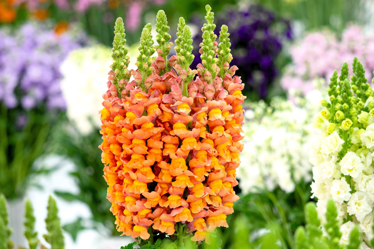 250 Orange Wonder Snapdragon (Antirrhinum Majus) Seeds