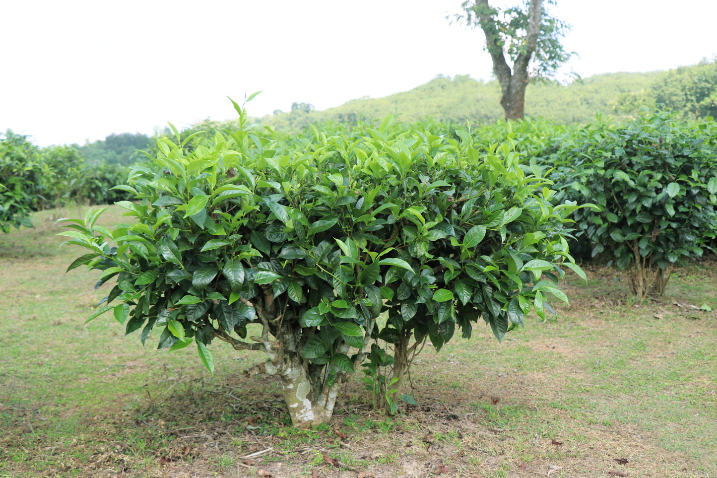 1 Lb Black & Green Drinking Tea (Camellia Sinensis) Seeds